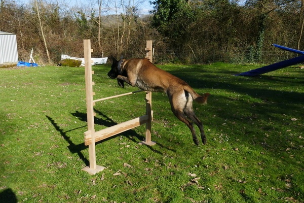Obstacle pour toutou sportif !