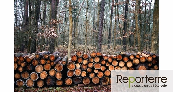 Exploitation des Forêts en France