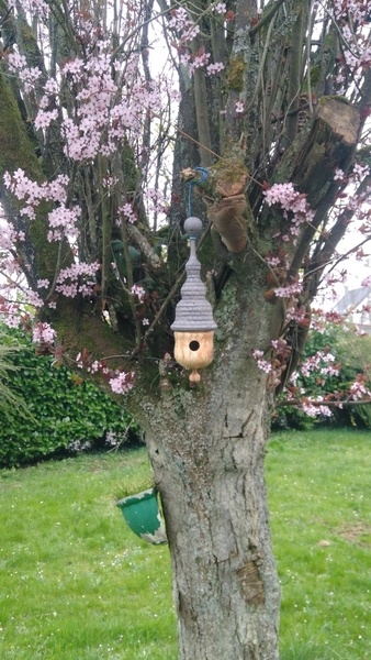 Petite Cabane à oiseau
