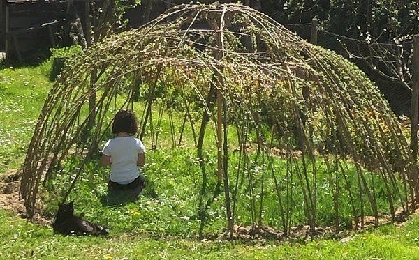 Igloo en osier vivant