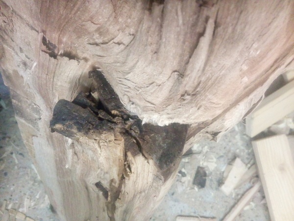 Un tronc dans un tronc