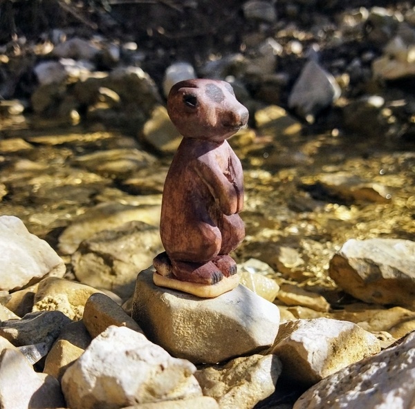 Un suricate hors de son terrier