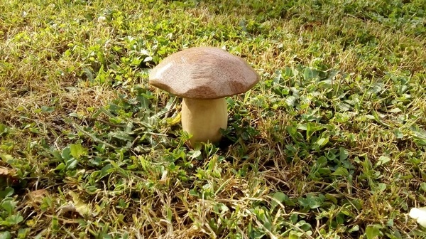 Champignon
