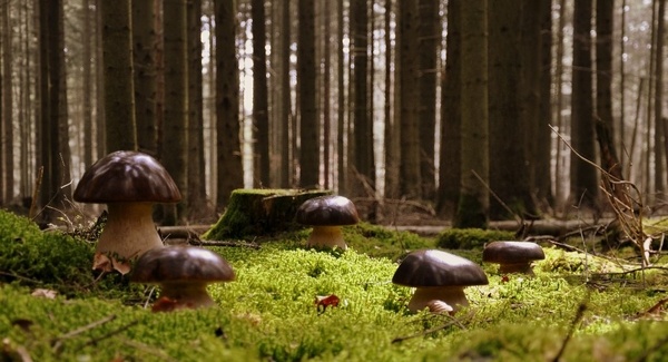 Mes Boletus