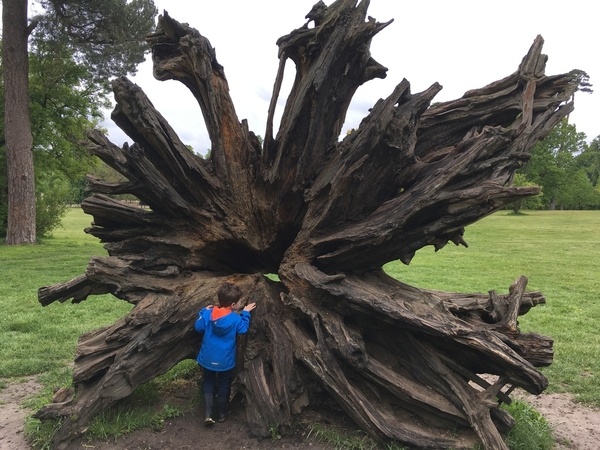 Juste une souche d'arbre...