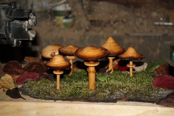 Petite cueillette de champignons