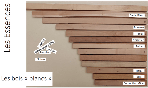 Echantillons de bois "blancs"