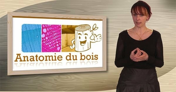 Anatomie du Bois MOOC 2022