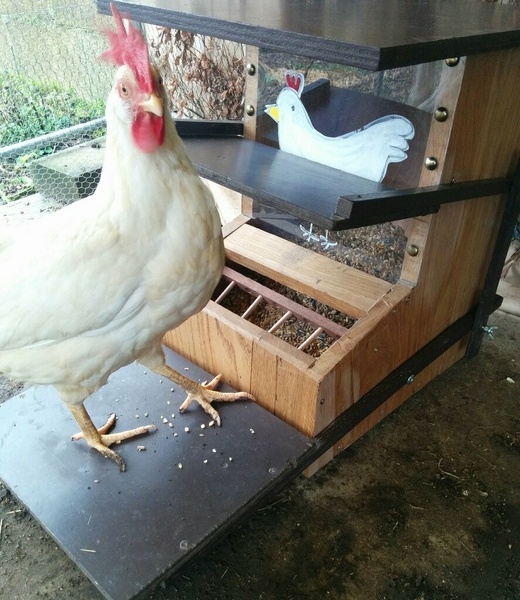 Mangeoire à poule anti-nuisible