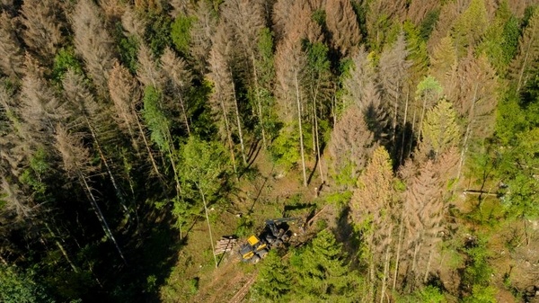 Des forêts en vie - France Culture