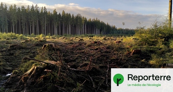 Reporterre - Biokérosène, pellets : ces mégaprojets qui dévorent la forêt