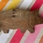 Petit cochon
