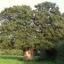 Old Oak