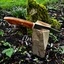 Couteau Bushcraft
