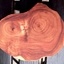 Oak