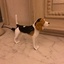 Copie de mon chien (un Beagles)