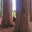 Cache-Cache entre les séquoias