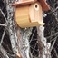 Cabane à Mésanges