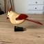 Un cardinal blanc