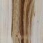 Arbre de Judée