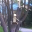 Cabane oiseau bonhomme