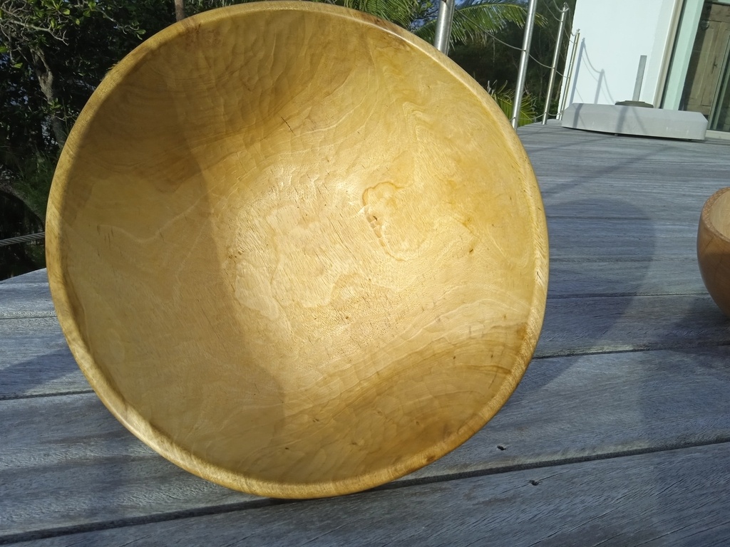 bol-g-ant-en-badamier-par-rurutu-sur-l-air-du-bois